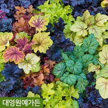 휴케라 12종 포트 야생화 숙근, 02. 라임리키
