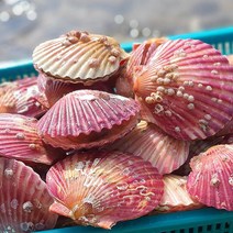 장가네 통영 홍가리비1kg(35미내외), 단품