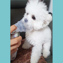 2종 김원효 지리에어 펫 마시는 휴대용 지리산 산소 강아지 호흡기 산소캔 미세먼지 호흡, 대형캔 (560ml)