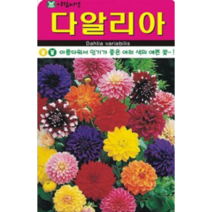여러색의 이쁜 다알리아 씨앗(150립)(A0618)