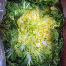 [영암상회]완도산 배추봄동 5kg 10kg 겉절이배추, 1개