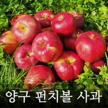 양구 펀치볼 명품 부사 사과 5kg 10kg 정품, 5kg 중 (18과)