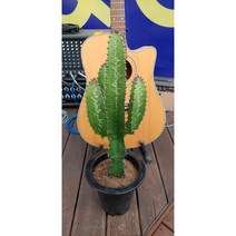 팅커벨 청하각(50cm), 1개