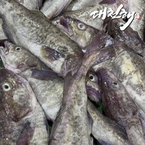 주문진항 생대구 급냉 2kg (3~4미), 생대구 급냉2kg(3~4미)