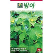 냉이 3g - 씨 씨앗 나물씨 나물씨앗 민속채소 채소씨 채소씨앗 민속씨앗 냉이씨앗 냉이씨 나생이, 17_다농_방아(1g)