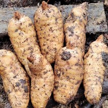 OKYAIOS 야생 신선하다천마 생천마, 3kg