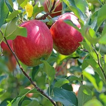 착한가격 나무생각/사과나무(홍로)/1등묘