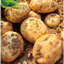 햇 수미 감자 못난이 국내산 제철, 수미 감자 3kg 내외 왕특크기, 1개