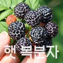 토종 복분자 2023년 수확 햇 고창복분자, 1개, 특품 2.5kg(트레이포장)