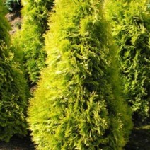 묘목/서양측백-얀타/삽목2년 포트묘/3주 B426