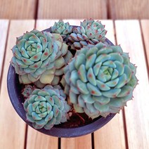 에일린 키우기 쉬운 거실 다육 화분4-90 랜덤발송, 단품