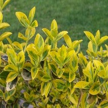금테줄사철 덩굴식물 황금줄사철 모종 포트묘 1판(30주), 1개