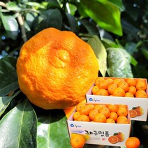 제주애귤 [애()귤] 사연있는 카라향 1.8kg+1.8kg(박스당13-18과), 1