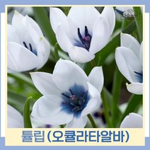 튤립 구근 모종 오큘라타알바(원종) 5개
