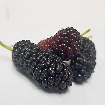오디잼 오디쨈 만들기 오디스프레드 오디청 오디술 등 국내산 2022년 토종오디 5/10kg, 10kg, 1개