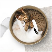 모던캣 노르딕 서클 고양이 스크래쳐, 핑크, 1개