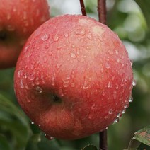 [충북농원] 미얀마 사과 묘목 / 1년생 이중접목묘, M26/이중접/1년생/상묘