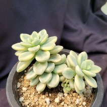 [메카다육]034-0731 라울금(다육금) 화분포함 다육식물 선인장 다육철화 두들레야 아프리카식물 코노피튬 하월시아 수입다육이 국민이, 1개