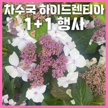 [1+1행사] 차수국 하이드렌티아 P14 포트묘 식용 노지월동, 하이드렌티아(P14포트) 2개