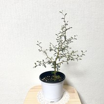 소형소포라 마오리 소포라 소형 나만의화원