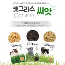 캣닢 고양이풀 고양이간식 고양이풀화분 키우기쉬운 씨앗, 귀리