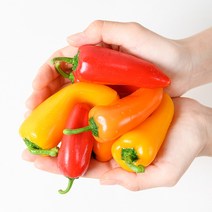 [프레베] 미니파프리카 색깔혼합(1kg) / 과일파프리카