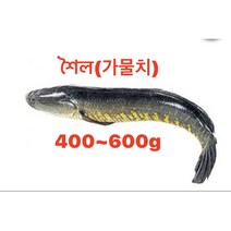 S. N. FOOD FROZEN SHOL(SNEAKHEAD) WHOLE 400g UP 통가물치 1pcs, 1마리