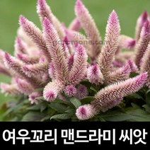 여우꼬리 맨드라미 씨앗 꽃씨 꽃 종자 야생화 50알