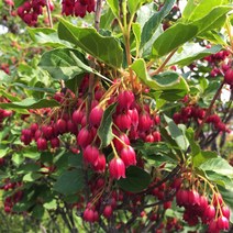 단풍철쭉나무 묘목 방울철쭉 (베니사라사) 포트묘, 1개