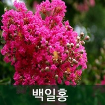 순희농장 배롱나무 모음 (2022), R13(41cm전후), 1개