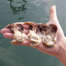 여수 새조개 제철 샤브샤브 손질 실중량 500g 특상급, 1개, 특상급 1kg
