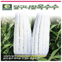 달구나 찰옥수수 씨앗 70립, 상세 설명 참조