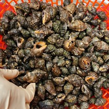 당일조업 국내산 청정 위도섬 해감 자연산 바다 갯고동 맵싸리 고동 대숙 1kg 6시 내고향 출연, 자연산 생물 맵사리 고동 2kg, 1개