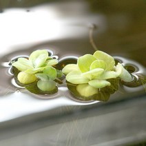 미니 물배추 2촉 (부상수초), 단품