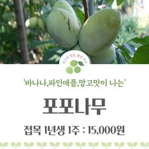 [충북농원] 포포나무 / 접목묘, 166-13 / 접목묘 2년생, 1개