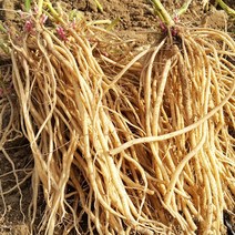 무농약 건우슬 우슬 뿌리 200g, 건우슬 200g x 5팩, 1개