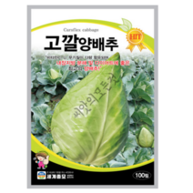 고깔양배추 씨앗 종자 100립