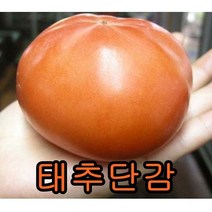 태추단감(왕단감) 접목1년특묘 2그루 나무묘목 과일나무 과실수 유실수