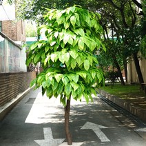 망고조화나무 2m~3m/야자 인조나무/공간에 맞게 주문제작, 2m