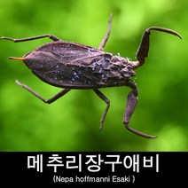(수서곤충)장구애비사육-메추리장구애비