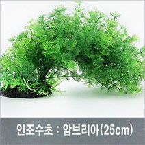 암브리아(대 25cm), 1개