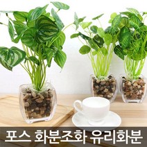 포스아트 포스 화분 조화 유리화분, 수박잎