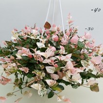 온누리농원 오색마삭, 오색마삭-25, 1개