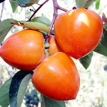 오병이어농산 전라도 대봉감 5kg 15kg 대봉, 1개, 5kg(10~13개)