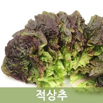 두리반농산 신선한적상추 1박스( 4kg), 1박스