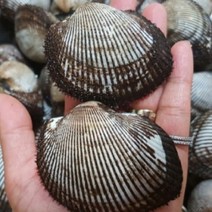 조개 제철수산물 골라담기 당일조업 총알발송, 1개, 피꼬막1kg