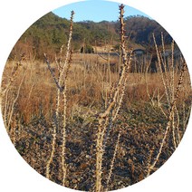 진도허브 국산 엄나무 해동목 해동피 엄나무껍질 엄나무단 음나무, 엄나무가시(단)