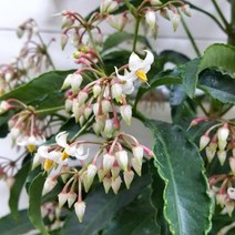 [용이네 화원] 부자되는 만냥금 중형 150 농원, 1개