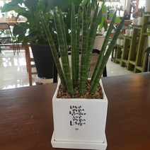 인커피식물카페 스투키 사각캘리그라피화분 공기정화식물
