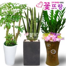 개업식화분 공기정화식물 관엽식물 전국꽃배달서비스 개업화분/축하선물, B05 녹보수, 1개